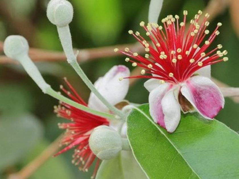 فيلا Feijoa سانت - جيلي - دو - فيسك المظهر الخارجي الصورة
